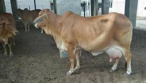Superior breed Gir Cow