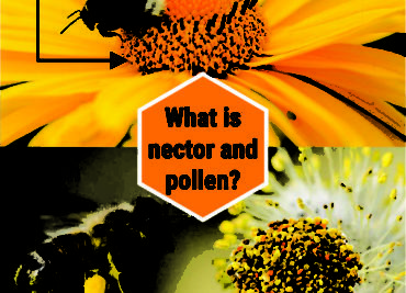 What is nectar and pollen?