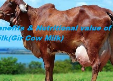 Benefits & Nutritional value of A2 Milk(Gir Cow Milk)