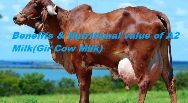 Benefits & Nutritional value of A2 Milk(Gir Cow Milk)