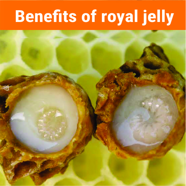 Royal Jelly: Health Benefits & Nutritional values