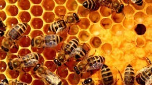 Dehydrating the honey