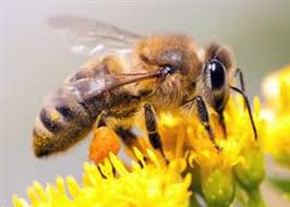 Process of pollination