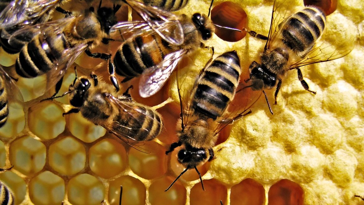 UPLOADING 1 / 1 – Interesting facts about honey bees.jpg ATTACHMENT DETAILS Interesting facts about honey bees