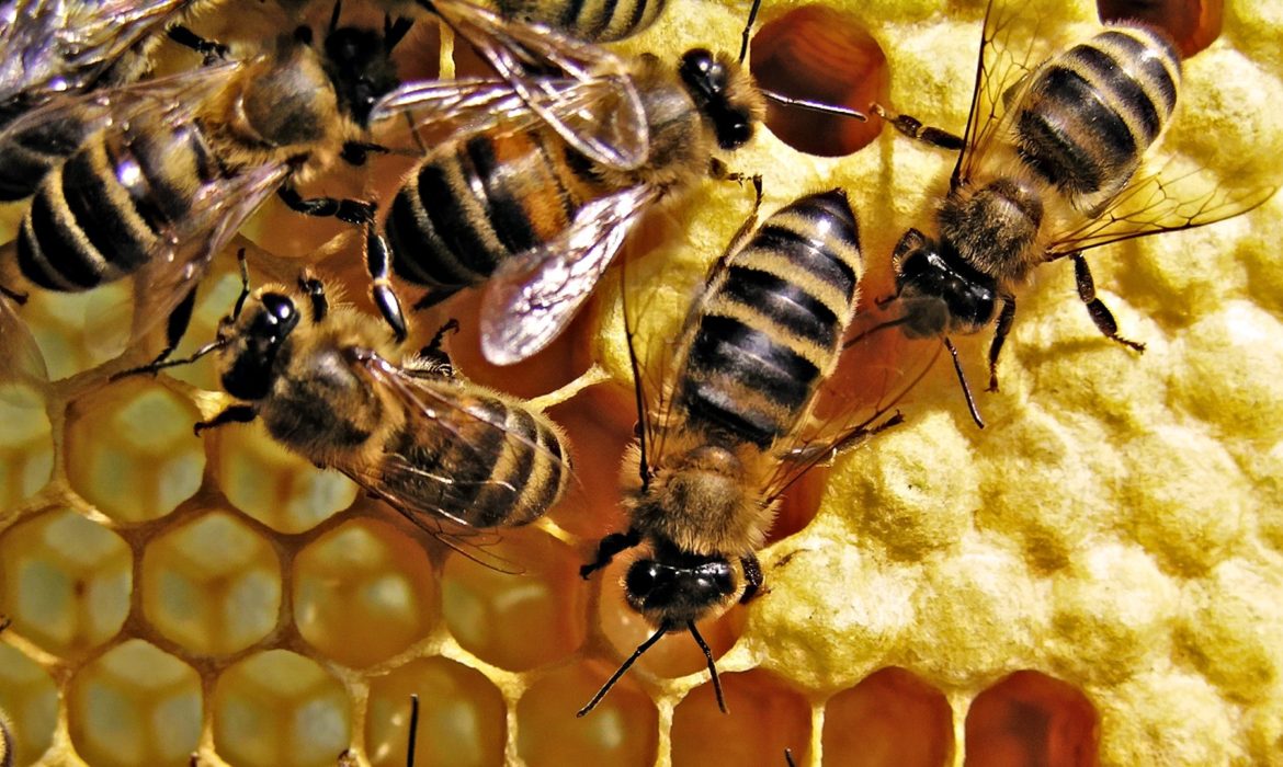 UPLOADING 1 / 1 – Interesting facts about honey bees.jpg ATTACHMENT DETAILS Interesting facts about honey bees