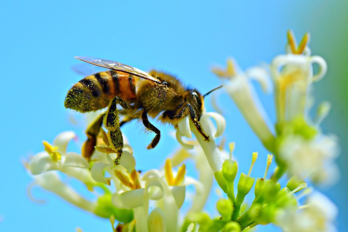 Importance of honey bees