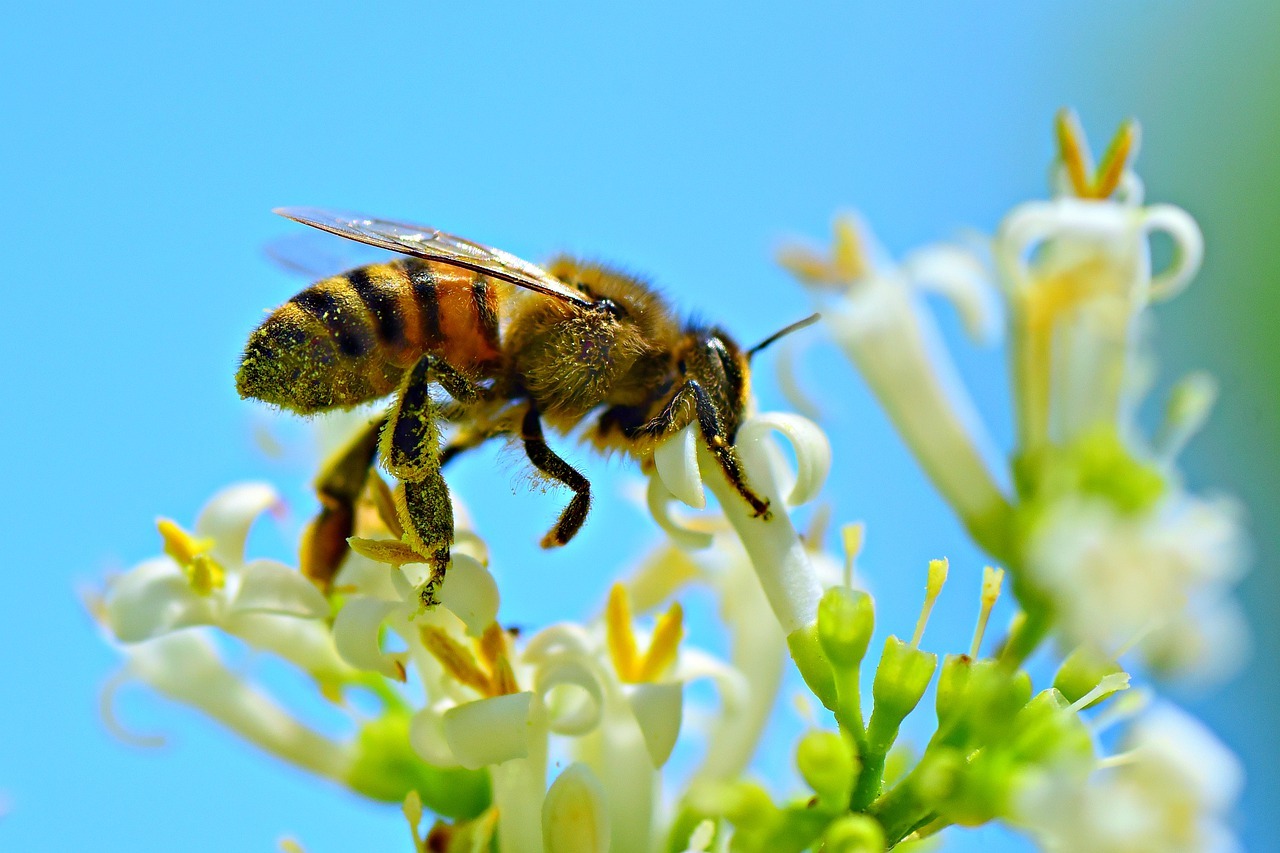 Importance Of Honey Bees For The Earth And Human Existence Navmi