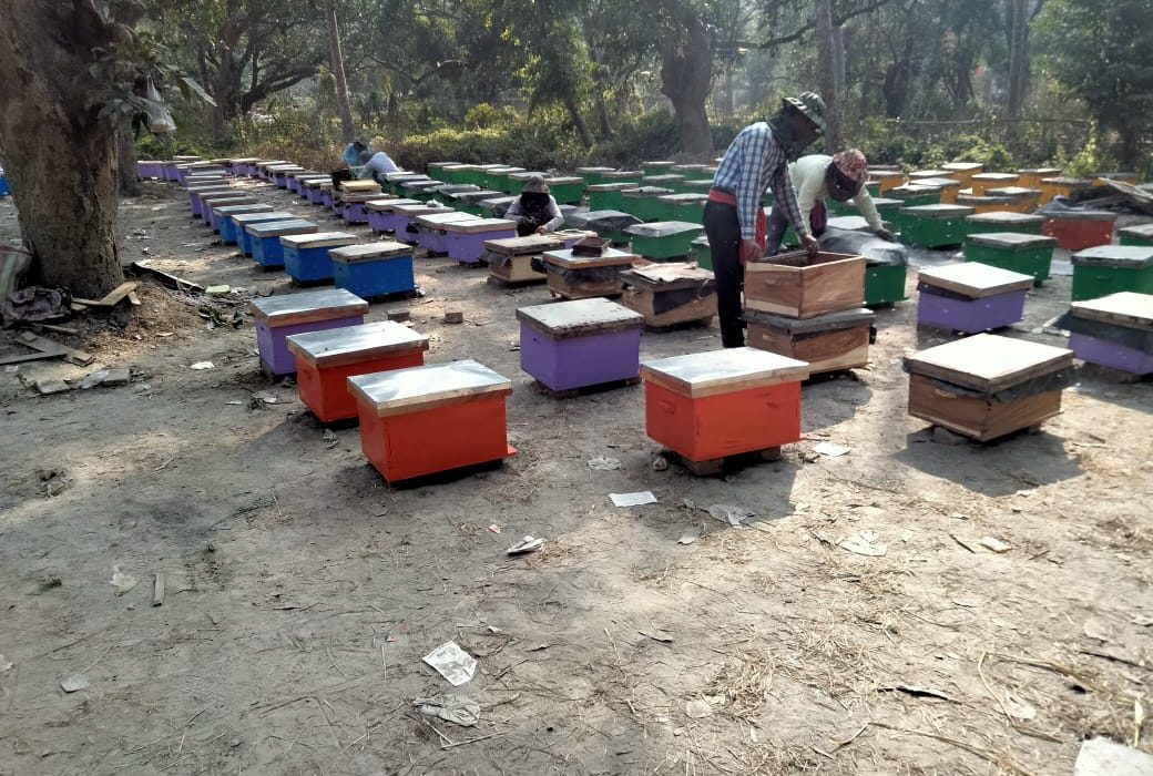 Nomadic beekeeping and monofloral honey