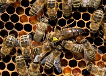 The Queen Bee: Her life and contribution to the bee hive