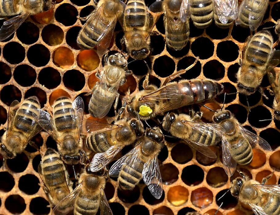 The Queen Bee: Her life and contribution to the bee hive