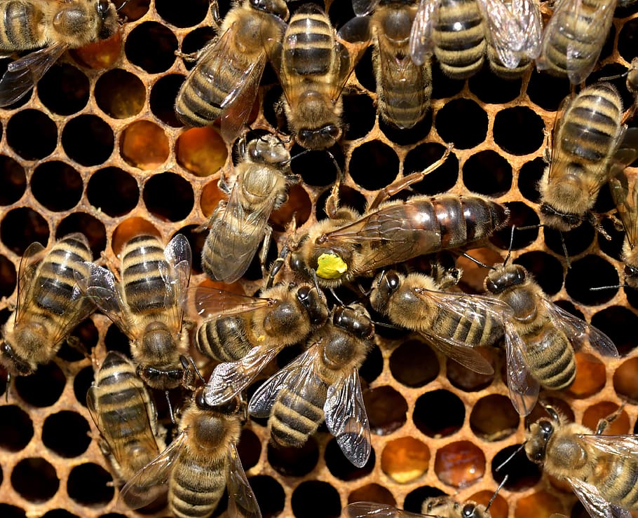 The Queen Bee: Her life and contribution to the bee hive – Navmi Foods
